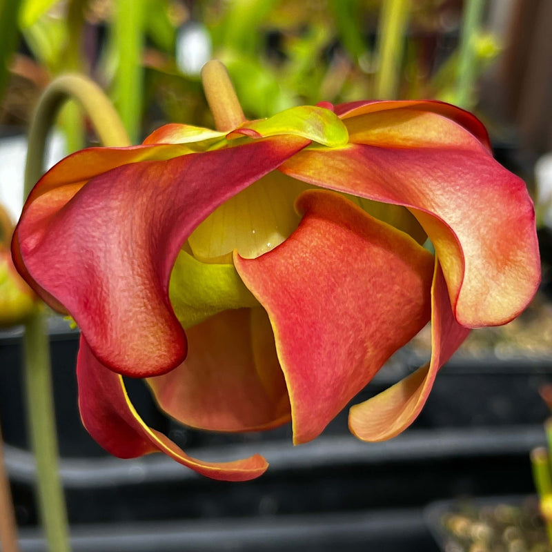 Sarracenia × Catesbaei - Ex Slack Ip-X08
