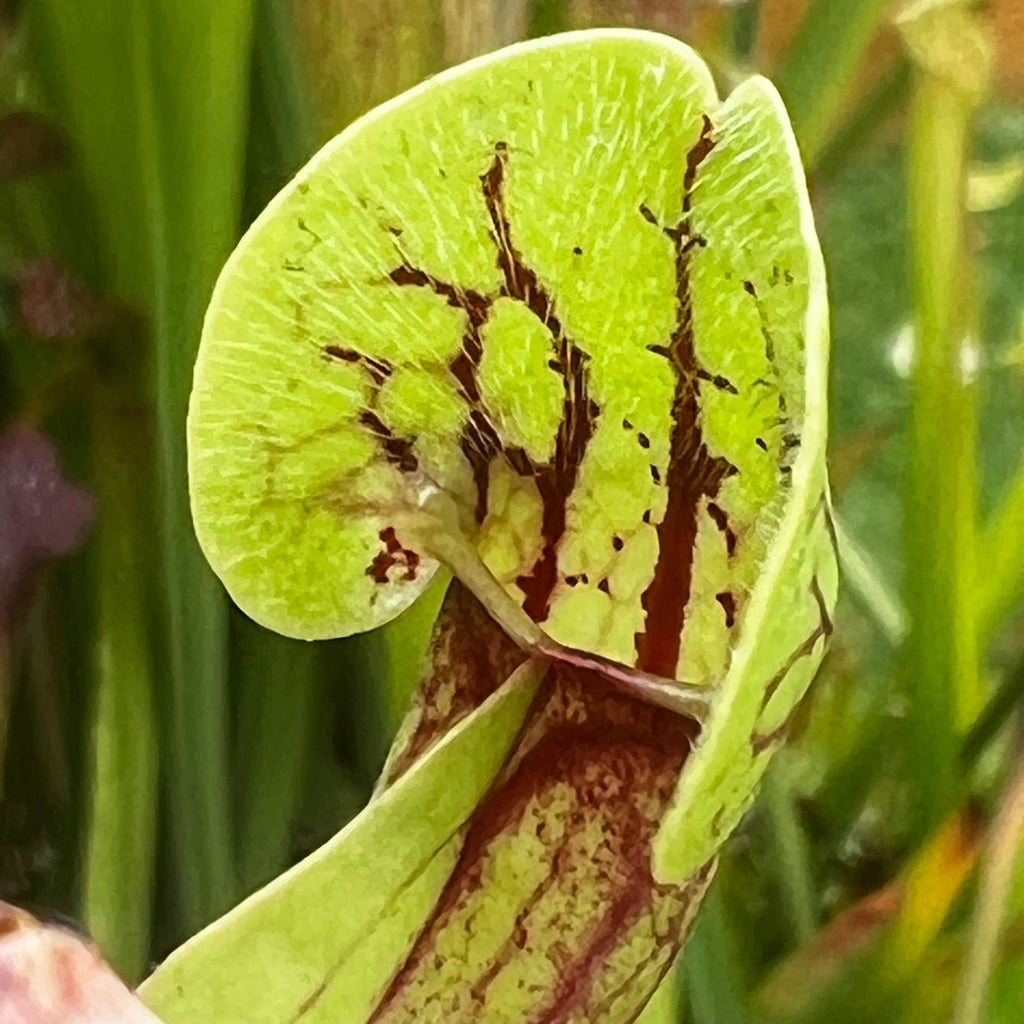 Sarracenia purpurea venosa montana (Jackson Co.) | Pitcher Plant