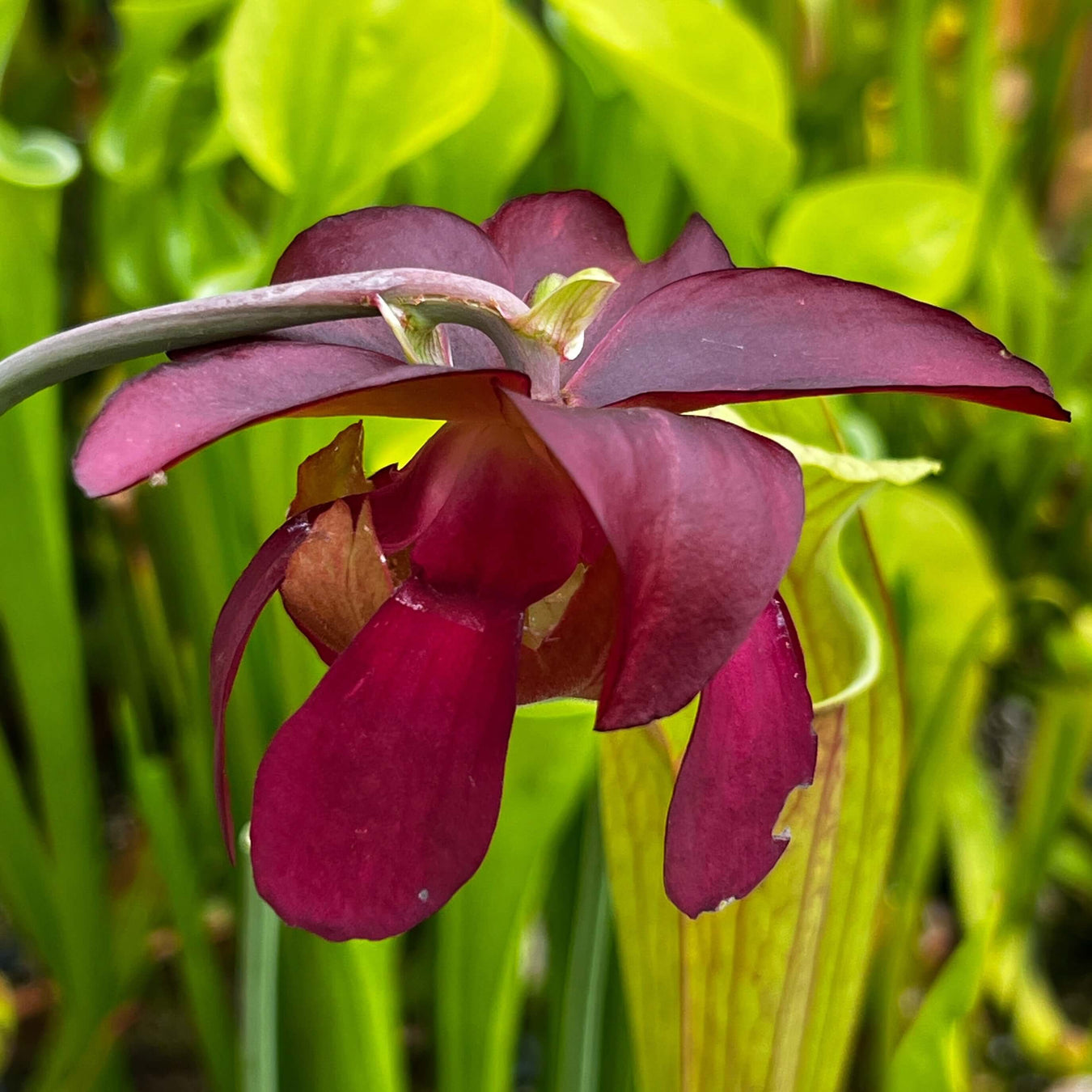 Sarracenia × mitchelliana