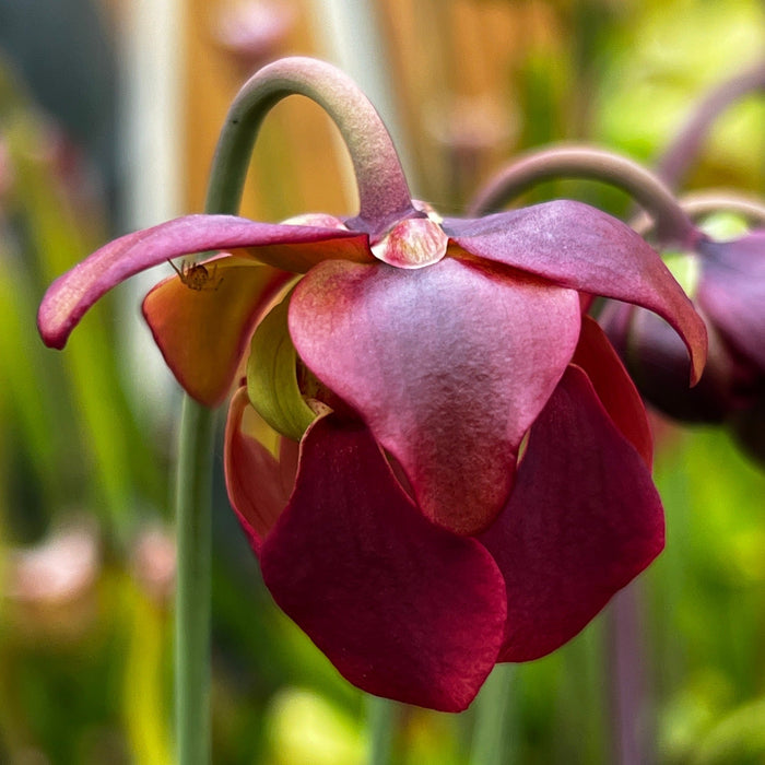 Sarracenia Rubra Subsp. Jonesii - Tall Very Red Form (Pickens County South Carolina) Mk-Rj7