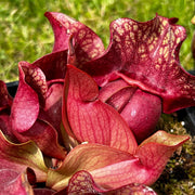 Sarracenia Purpurea Subsp. Venosa Var. Burkii - Chipola Giant Dr. Eberhard König (Chipola River