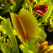 Dionaea Muscipula Megatrap