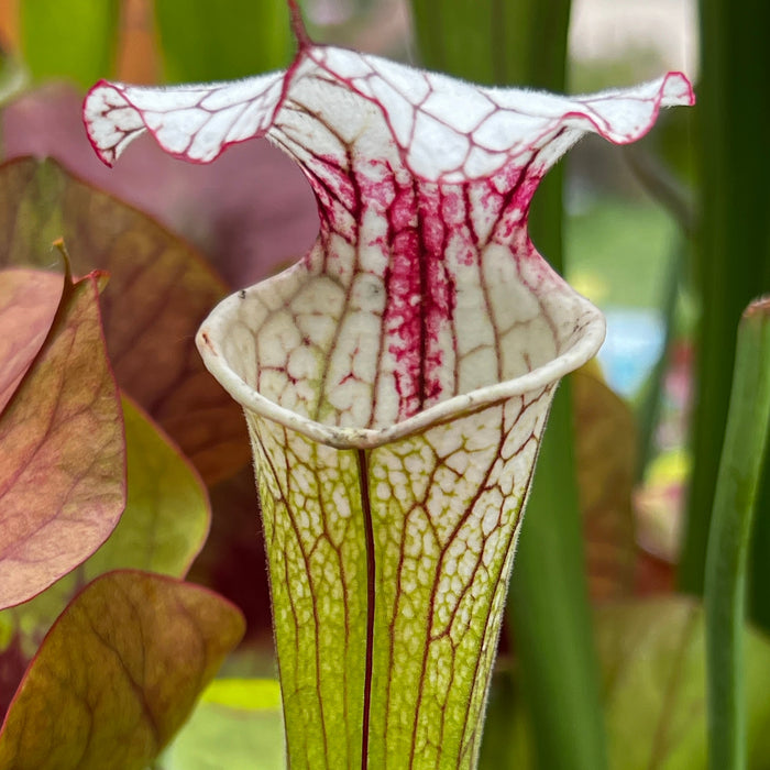 Sarracenia Iamsatyricon