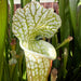 Sarracenia Leucophylla Var. Alba Hurricane Creek White (Baldwin County Alabama) Mk-L58B