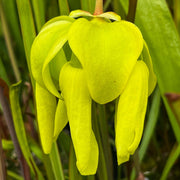 Sarracenia Flava Var. Ornata (Dinwiddie County Virginia)