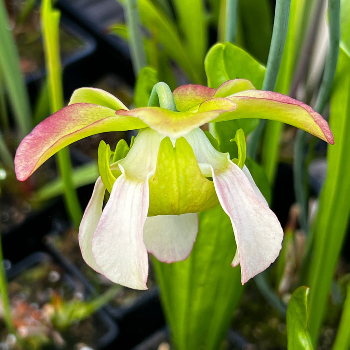 Sarracenia (× Mitchelliana X × Moorei) Rubra Subsp. Wherryi Giant Lb-Sh80E