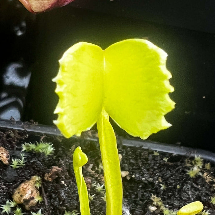 Dionaea Muscipula Werewolf