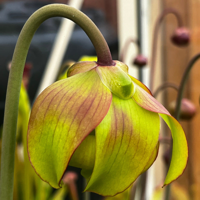 Sarracenia × Moorei - Red Very Large Ip-X95