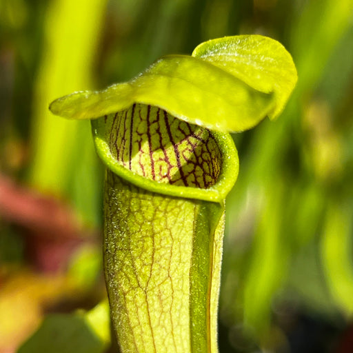 Sarracenia Alata Var. - Short Form (George County Mississippi)