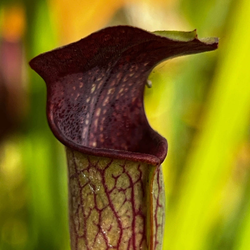 Sarracenia Alata Var. Nigropurpurea - Black Tube (Intersection Sr 26/15 Stone County Mississippi)
