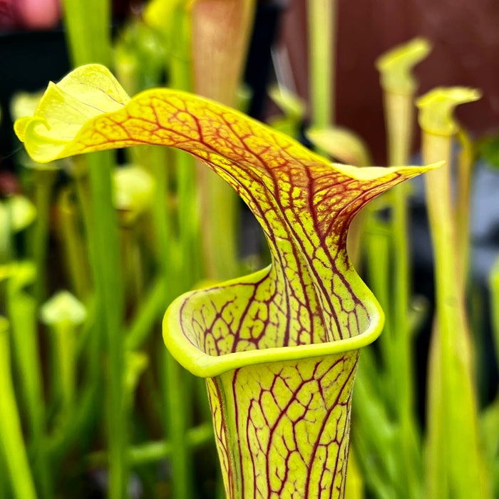 Sarracenia Alata Black Flag