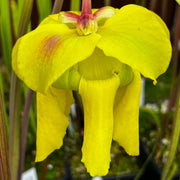 Sarracenia Flava Var. Atropurpurea (Blackwater North Florida) Ms-F3