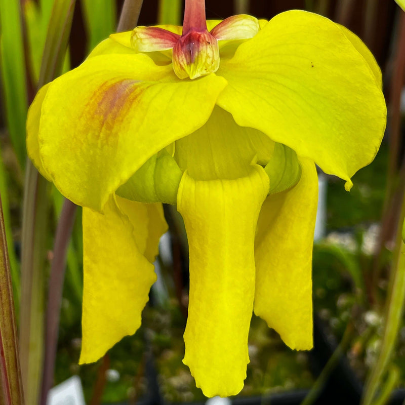 Sarracenia Flava Var. Atropurpurea (Blackwater North Florida) Ms-F3