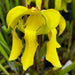 Sarracenia Flava Var. Rubricorpra Roy Lancaster