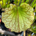 Sarracenia × Moorei (Flava Maxima X Leucophylla)