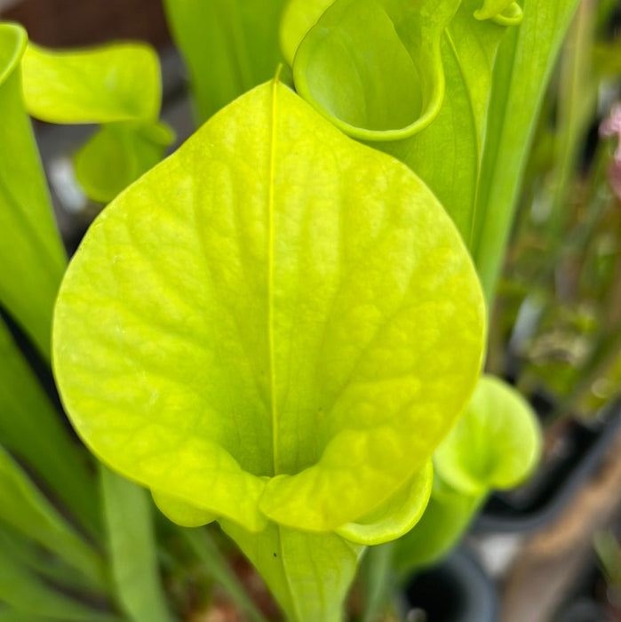 Sarracenia Flava Var. (Dorchester County South Carolina)