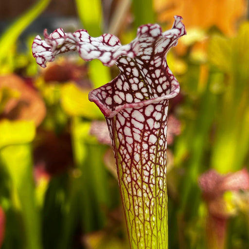 Sarracenia × Excellens X Leucophylla Mk-H94