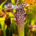 Sarracenia × Excellens X Leucophylla Mk-H94