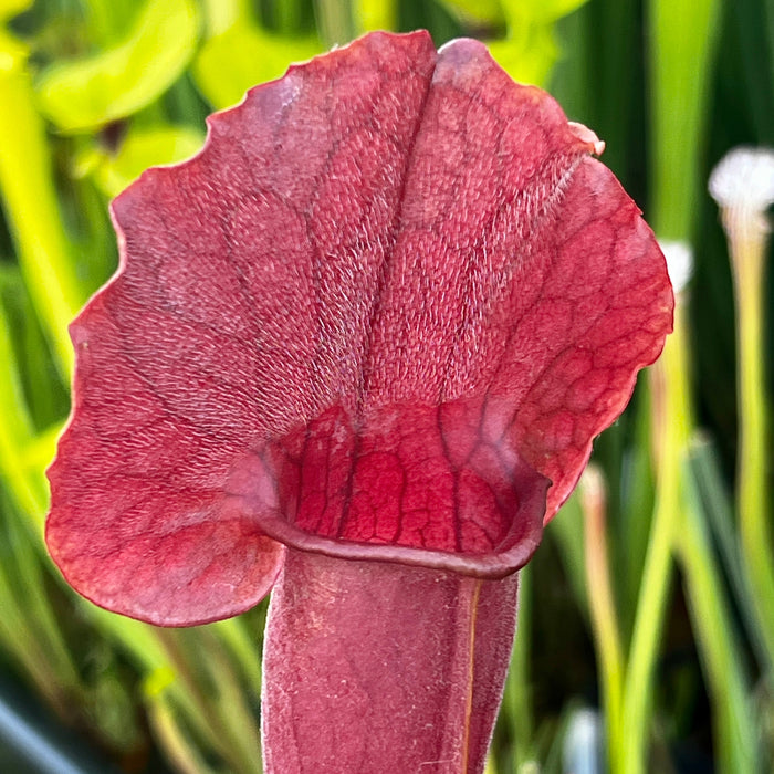 Sarracenia × Chelsonii Mk-H175