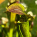 Sarracenia Alata Var. Cuprea - Copper Top Mk-A67