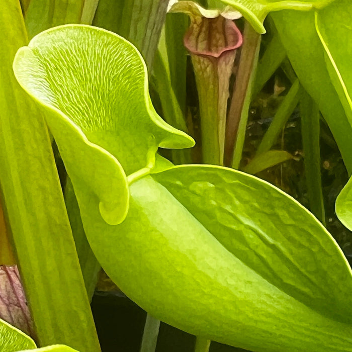 Sarracenia Purpurea Subsp. Venosa Var. Burkii F. Luteola