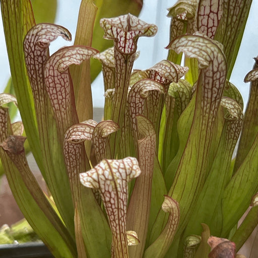 Sarracenia Ladies In Waiting X Hummers Hammerhead Cl. 2