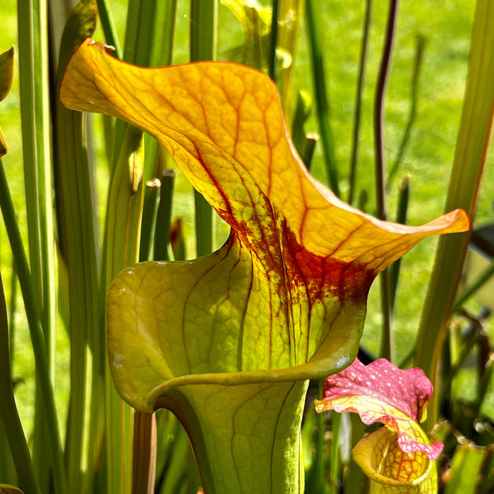 Sarracenia Asbo