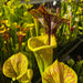 Sarracenia Flava Var. Ornata Ms-F221