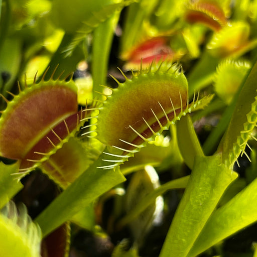 Dionaea Muscipula Brad Giant 2