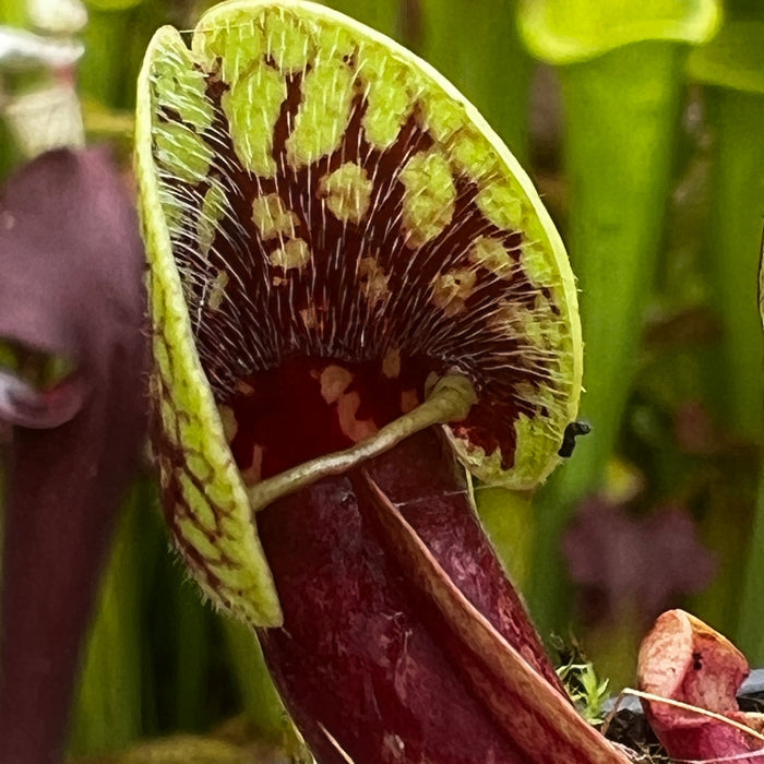 Sarracenia Purpurea Subsp. Venosa Var. Montana (Jackson County North Carolina)