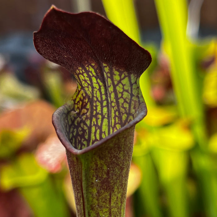 Sarracenia × Areolata (Alata Night X Leucophylla) Alata - Christian Klein