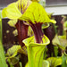 Sarracenia Flava Var. Ornata Outlaw (Bay County Florida)