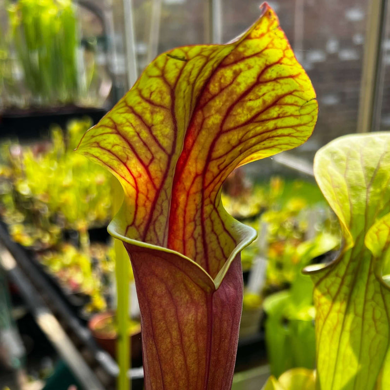 Sarracenia Alucard