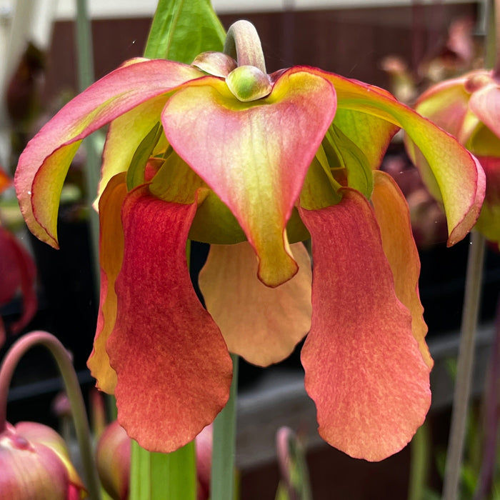 Sarracenia × Moorei (Flava Maxima X Leucophylla)