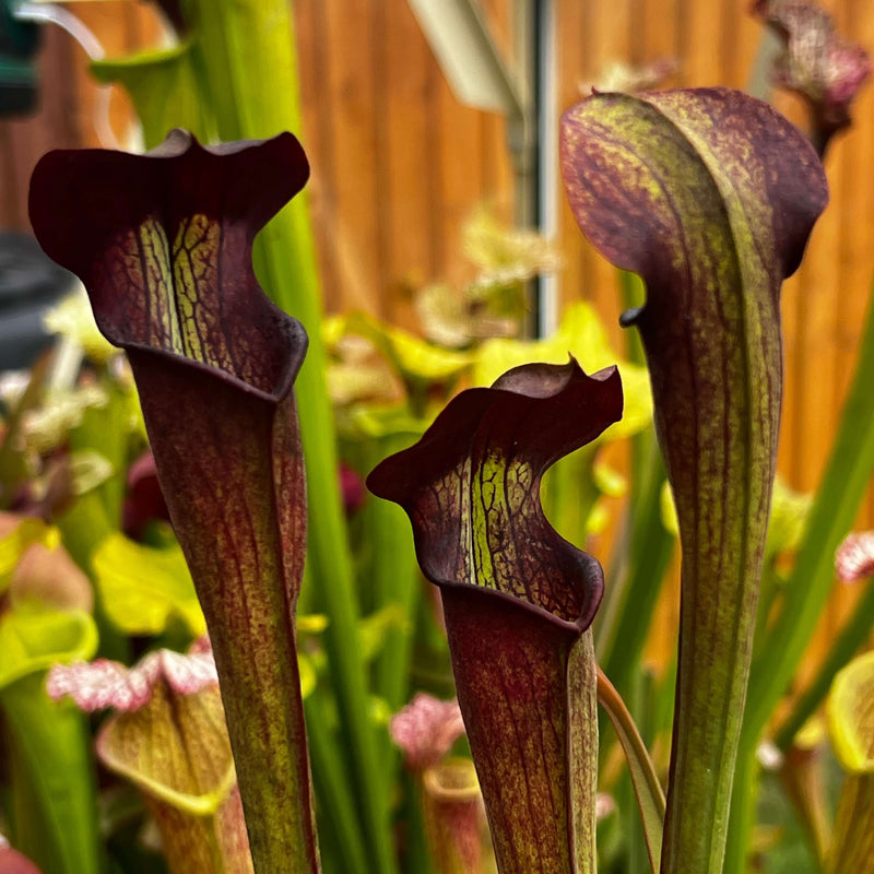 Sarracenia Alata Var. Nigropurpurea - Black Tube Large Form Mk-A60
