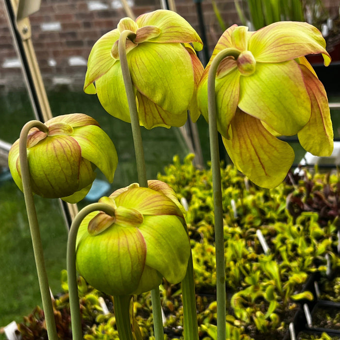 Sarracenia × Moorei - Ian Salter Clone 3