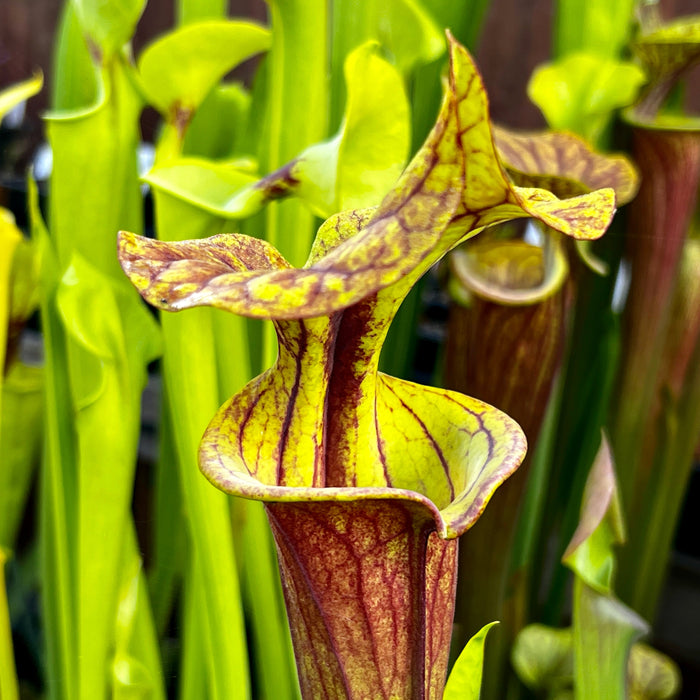 Sarracenia Flava Var. Rubricorpora (Apalachicola National Forest Florida) Ip-F13