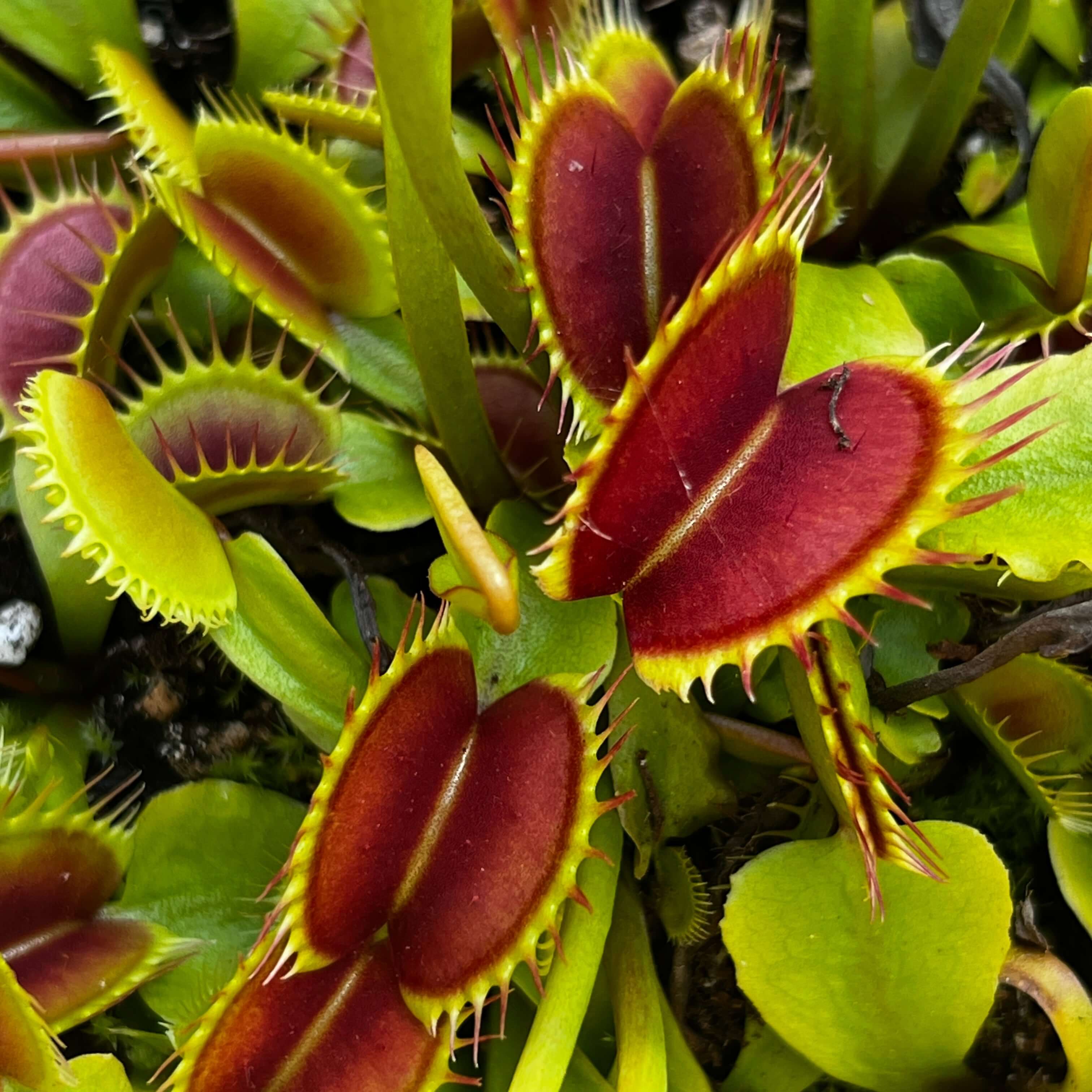 Dionaea Muscipula D23