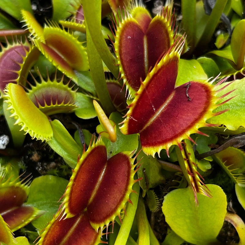 Dionaea Muscipula D23