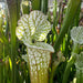 Sarracenia Leucophylla Var. Alba Hurricane Creek White (Baldwin County Alabama) Mk-L58B