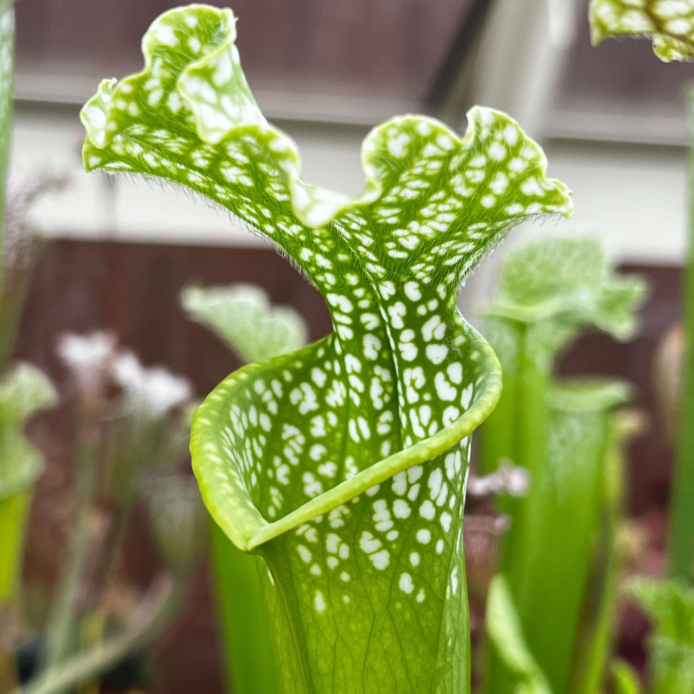 Sarracenia leucophylla