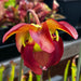 Sarracenia Joyce Cooper