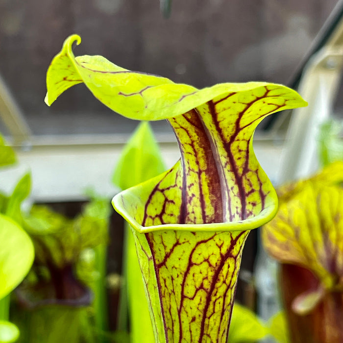 Sarracenia Flava Var. Ornata (Wewahitchka Florida)