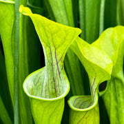 Sarracenia Oreophila Pietro Paulo Clone Mk-O11