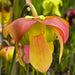 Sarracenia Barry Soper