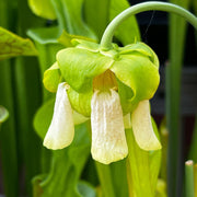 Sarracenia Alata Var. Ornata - Heavily Veined Form (Hill Top Lakes Texas) Mk-A16