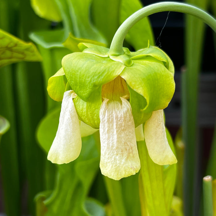 Sarracenia Alata Var. Ornata - Heavily Veined Form (Hill Top Lakes Texas) Mk-A16