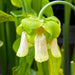 Sarracenia Alata Var. Ornata - Heavily Veined Form (Hill Top Lakes Texas) Mk-A16