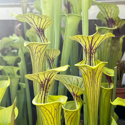 Sarracenia Flava Var. Ornata (Cooks Bayou Bay County Florida)