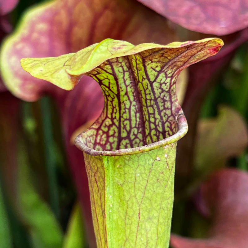Sarracenia Alata Var. (Jackson County Florida)